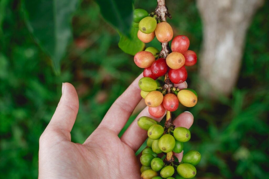 Single origin - Kávé Magazin